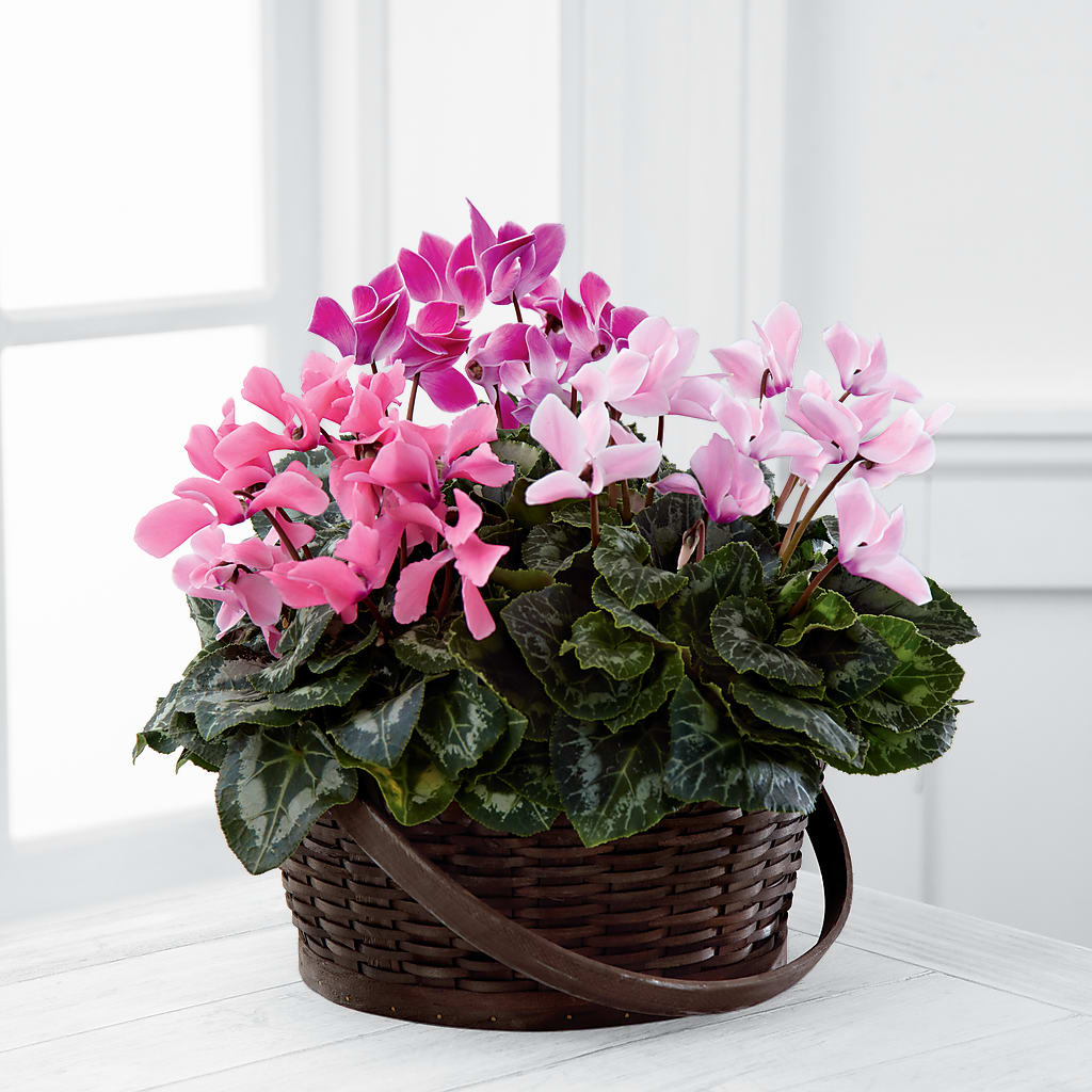 Mixed Cyclamen Planter – Flowersforyou.com, Tontitown AR