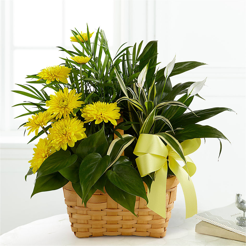 Loving Light Dishgarden – Flowersforyou.com, Tontitown AR