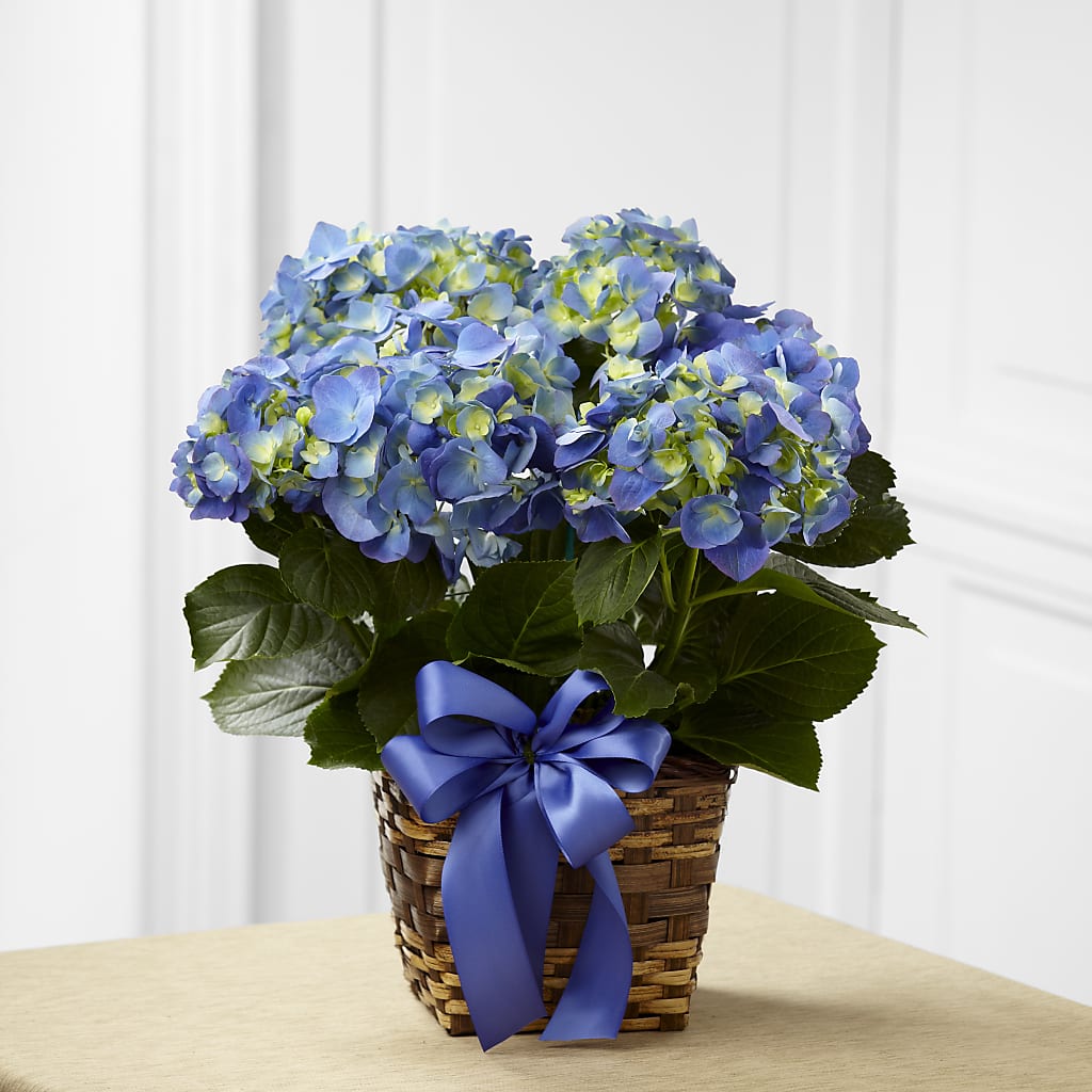 Blue Hydrangea Planter – Flowersforyou.com, Tontitown AR