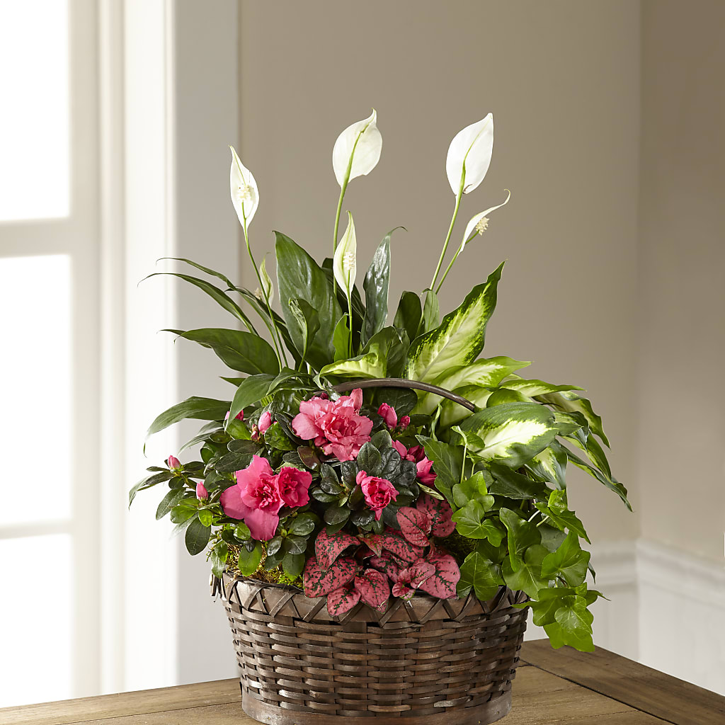 Dream in Pink Dishgarden – Flowersforyou.com, Tontitown AR