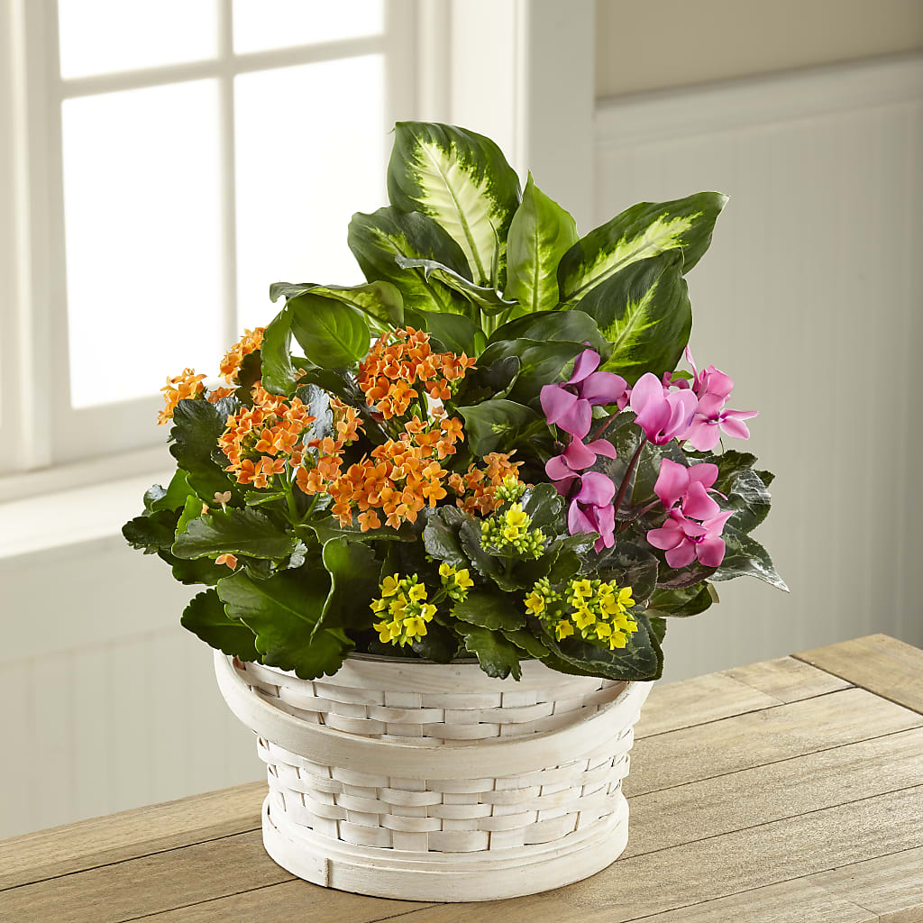 Color Crush Dishgarden – Flowersforyou.com, Tontitown AR