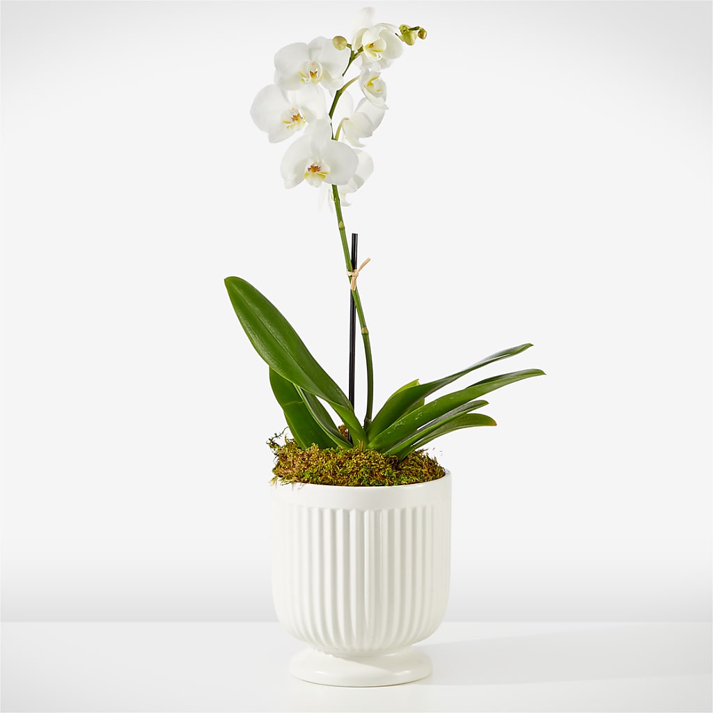 Whispering White Orchid – Flowersforyou.com, Tontitown AR