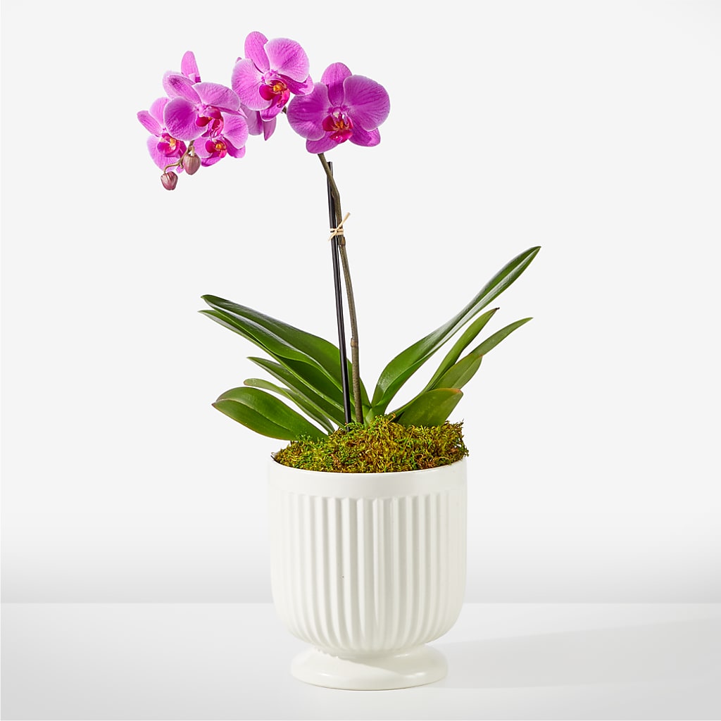 Friendly Fuchsia Orchid – Flowersforyou.com, Tontitown AR