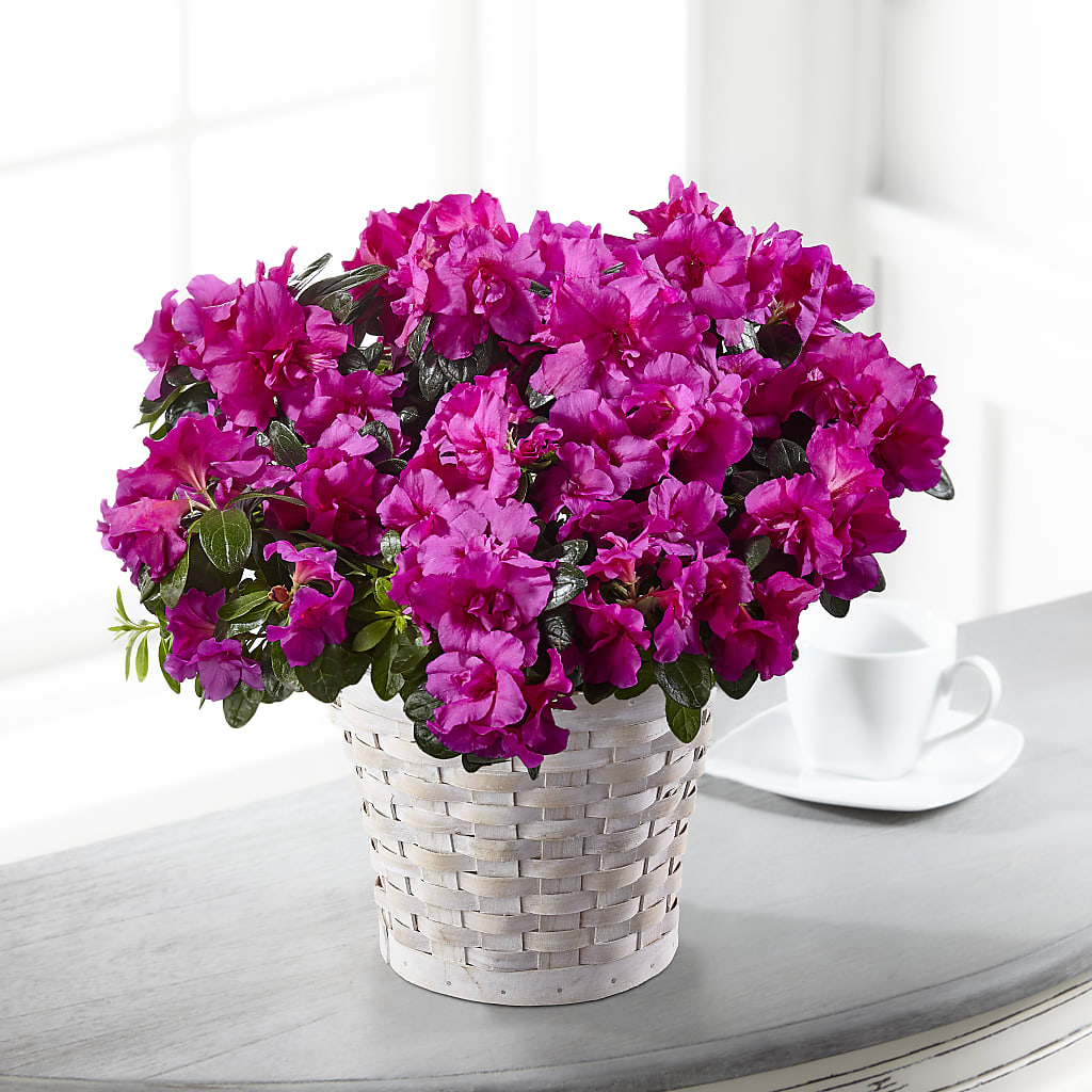Hope & Serenity Azalea Plant – Flowersforyou.com, Tontitown AR