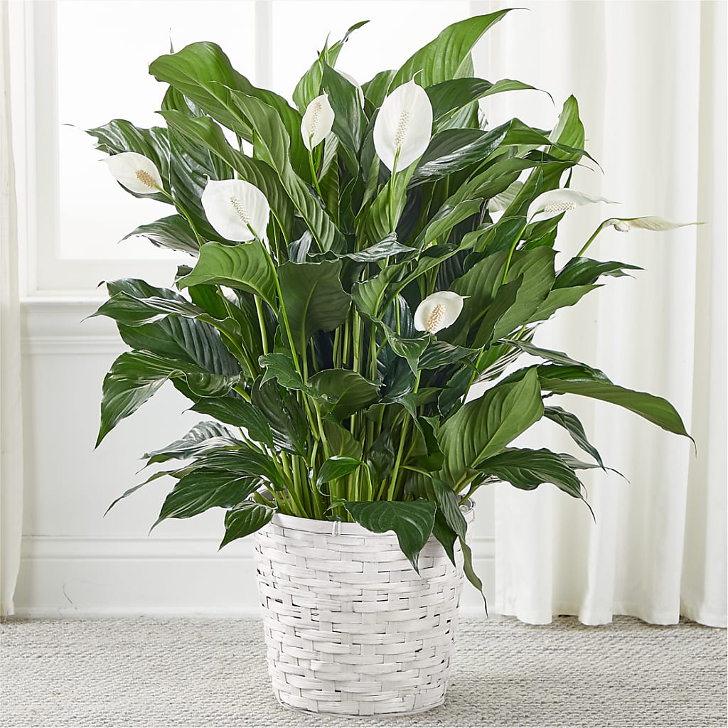 A New Leaf Peace Lily – Flowersforyou.com, Tontitown AR