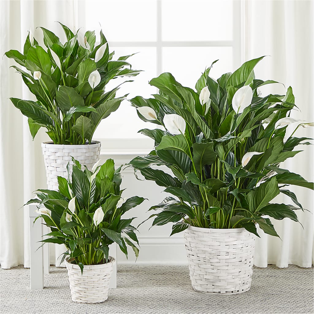 A New Leaf Peace Lily – Flowersforyou.com, Tontitown AR