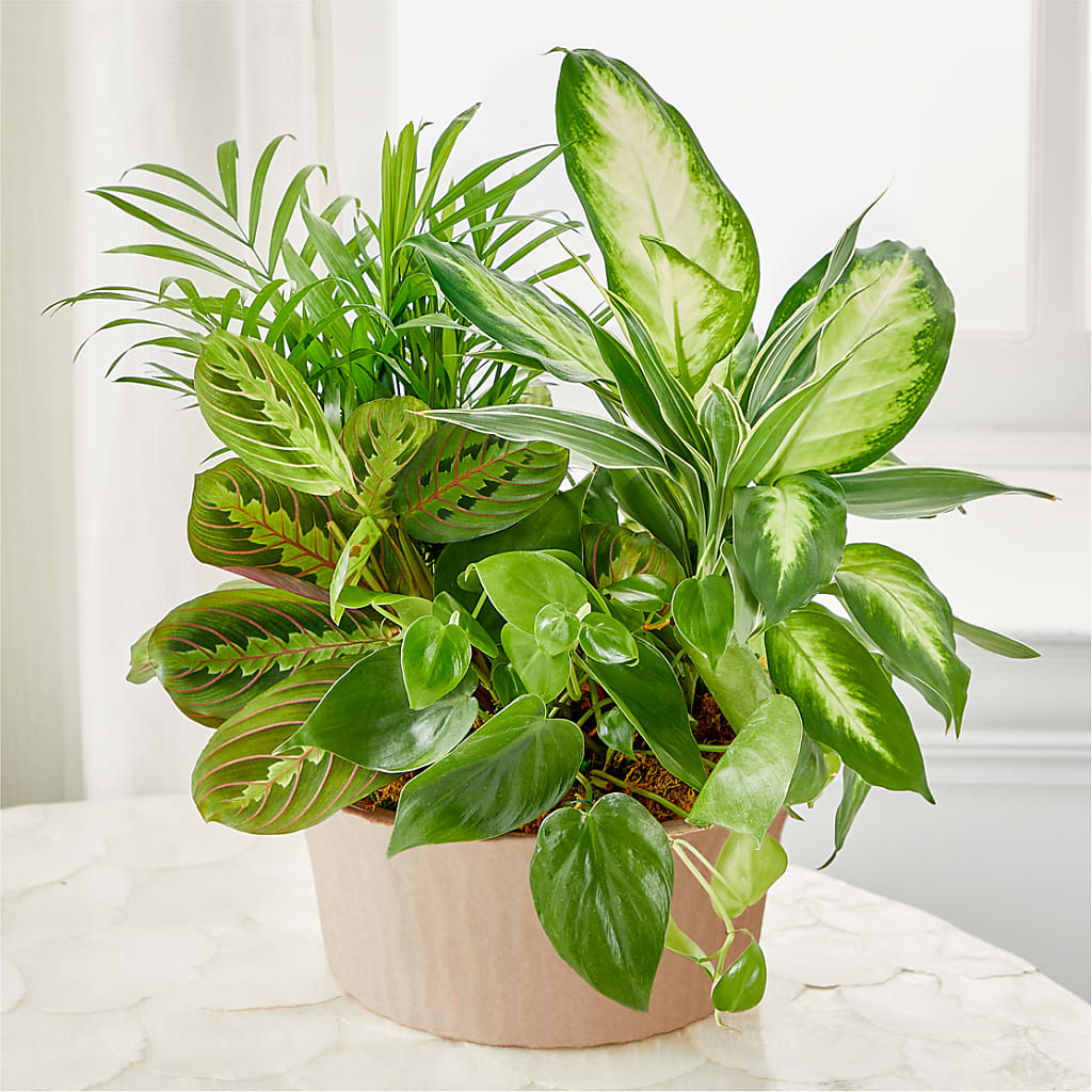 Balance & Harmony Dishgarden – Flowersforyou.com, Tontitown AR