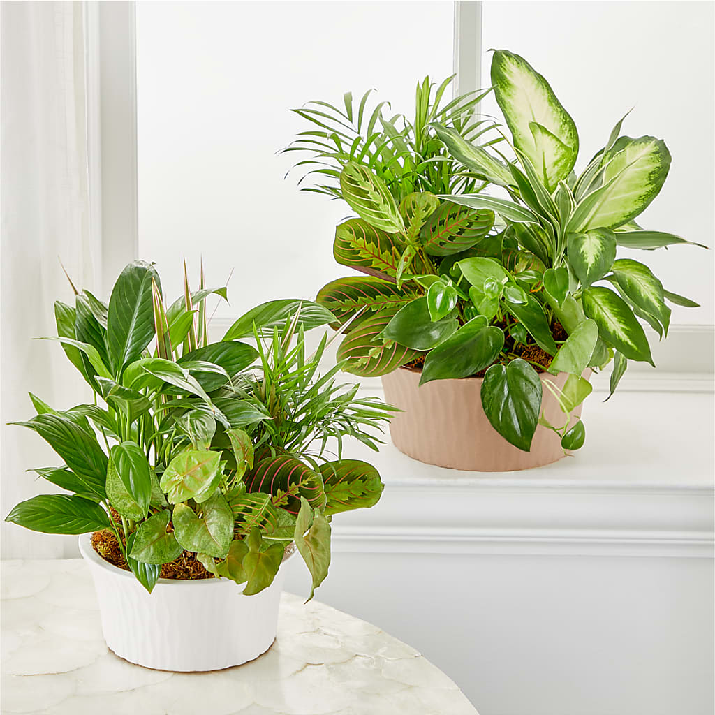 Balance & Harmony Dishgarden – Flowersforyou.com, Tontitown AR