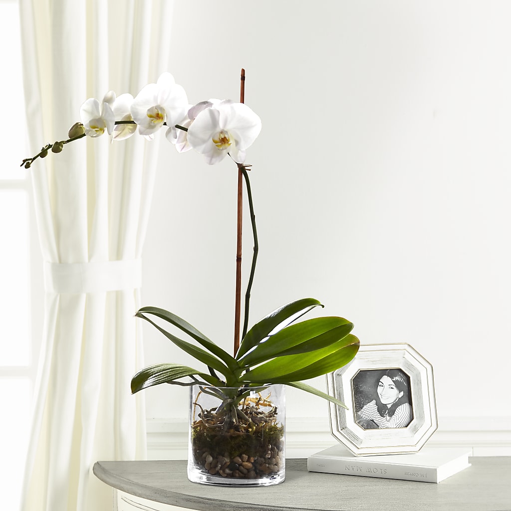 White Orchid Planter – Flowersforyou.com, Tontitown AR