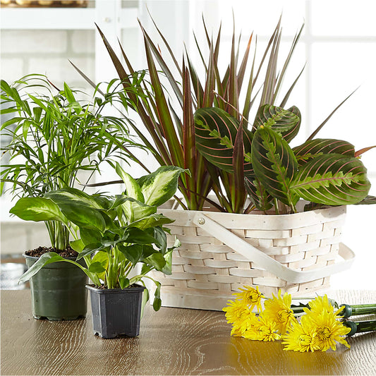 Florist Designed Blooming and Green Plants in a Basket –  Flowersforyou.com, Tontitown AR
