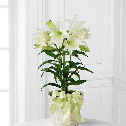 Easter Lily Plant –  Flowersforyou.com, Tontitown AR