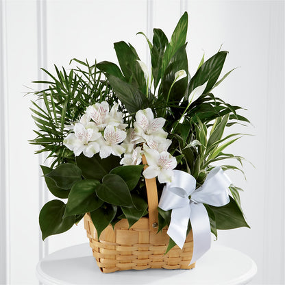 Peace & Serenity Dishgarden –  Flowersforyou.com, Tontitown AR