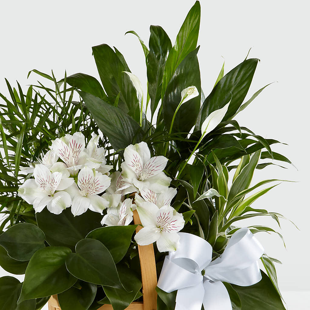 Peace & Serenity Dishgarden –  Flowersforyou.com, Tontitown AR