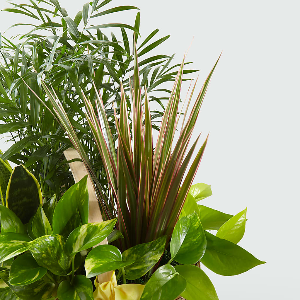 French Garden –  Flowersforyou.com, Tontitown AR