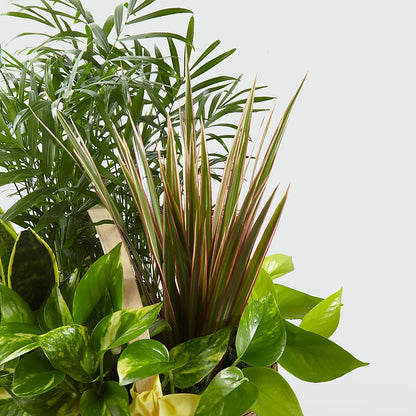 French Garden –  Flowersforyou.com, Tontitown AR