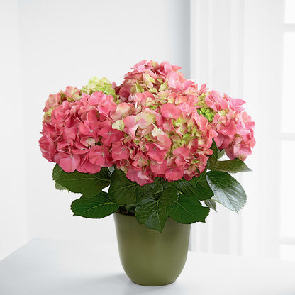 Pink Hydrangea Planter –  Flowersforyou.com, Tontitown AR