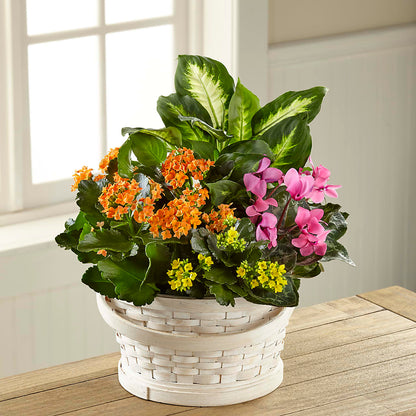 Color Crush Dishgarden –  Flowersforyou.com, Tontitown AR