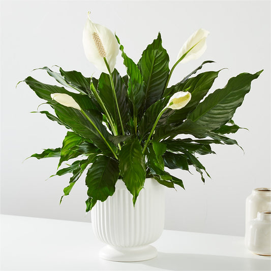 Comfort Planter –  Flowersforyou.com, Tontitown AR
