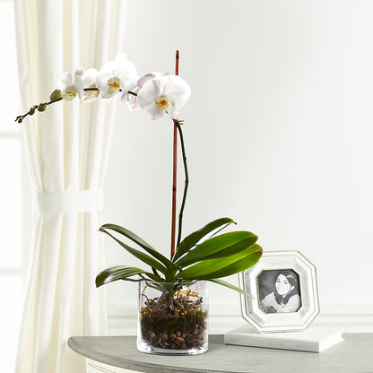 White Orchid Planter –  Flowersforyou.com, Tontitown AR