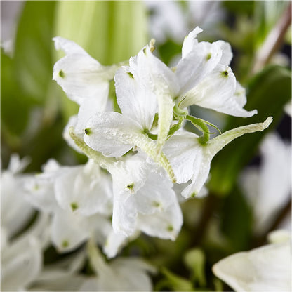 Classic Ivory – A Florist Original –  Flowersforyou.com, Tontitown AR